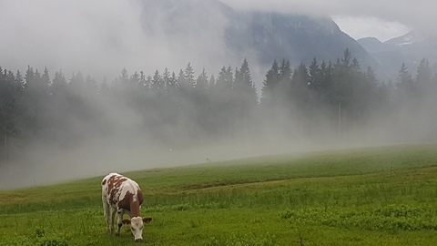 Der Irrsinn mit der Milch , Bild 8